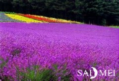 精油使用注意事项