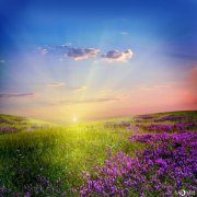 旅行中必不可少的精油