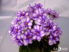 紫罗兰精油的功效和用法